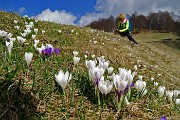 35 Zafferano alpino (Crocus albiflorus) bianco e violetto